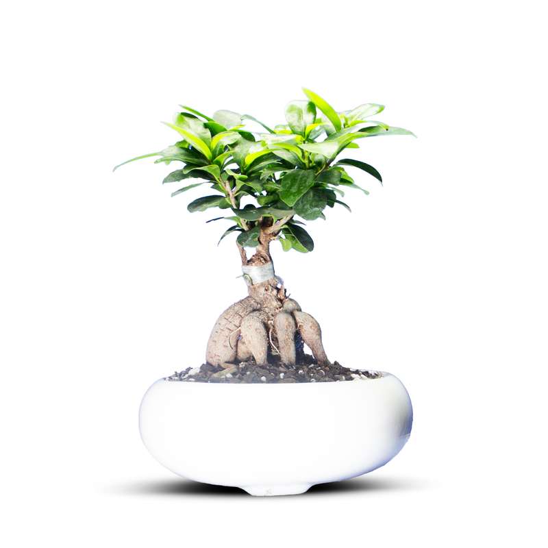 گیاه طبیعی بونسای جنسینگ کد 01 گیاه طبیعی بونسای جنسینگ کد 01