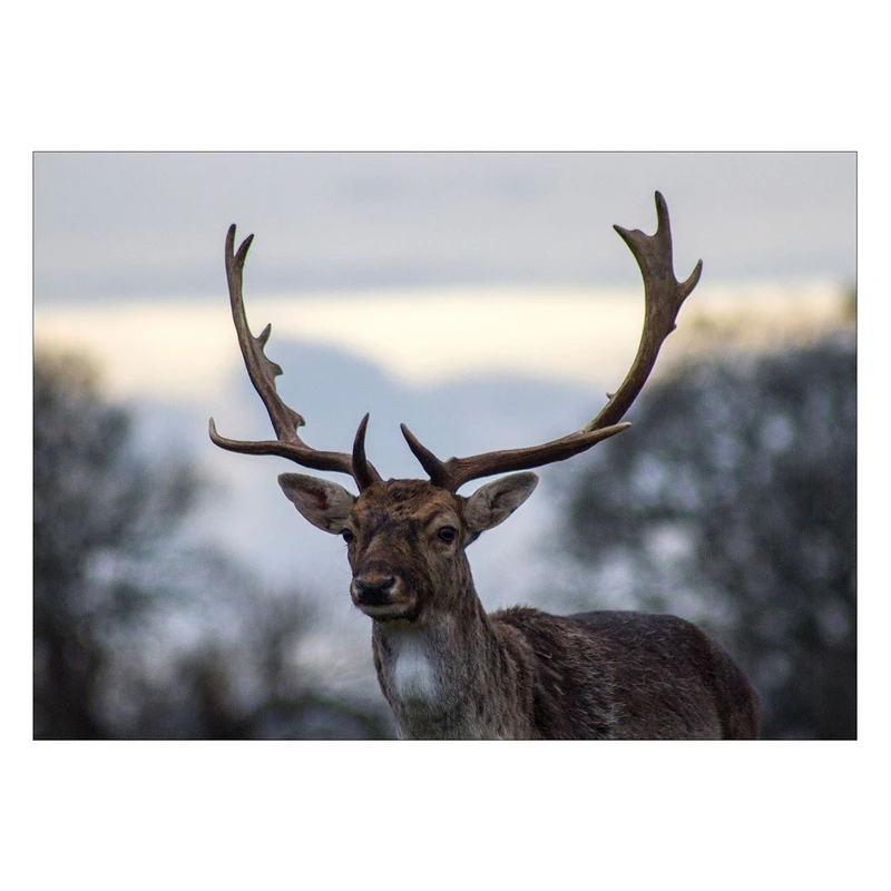 تابلو شاسی ونسونی طرح Old Deer سایز 30x40 سانتی متر