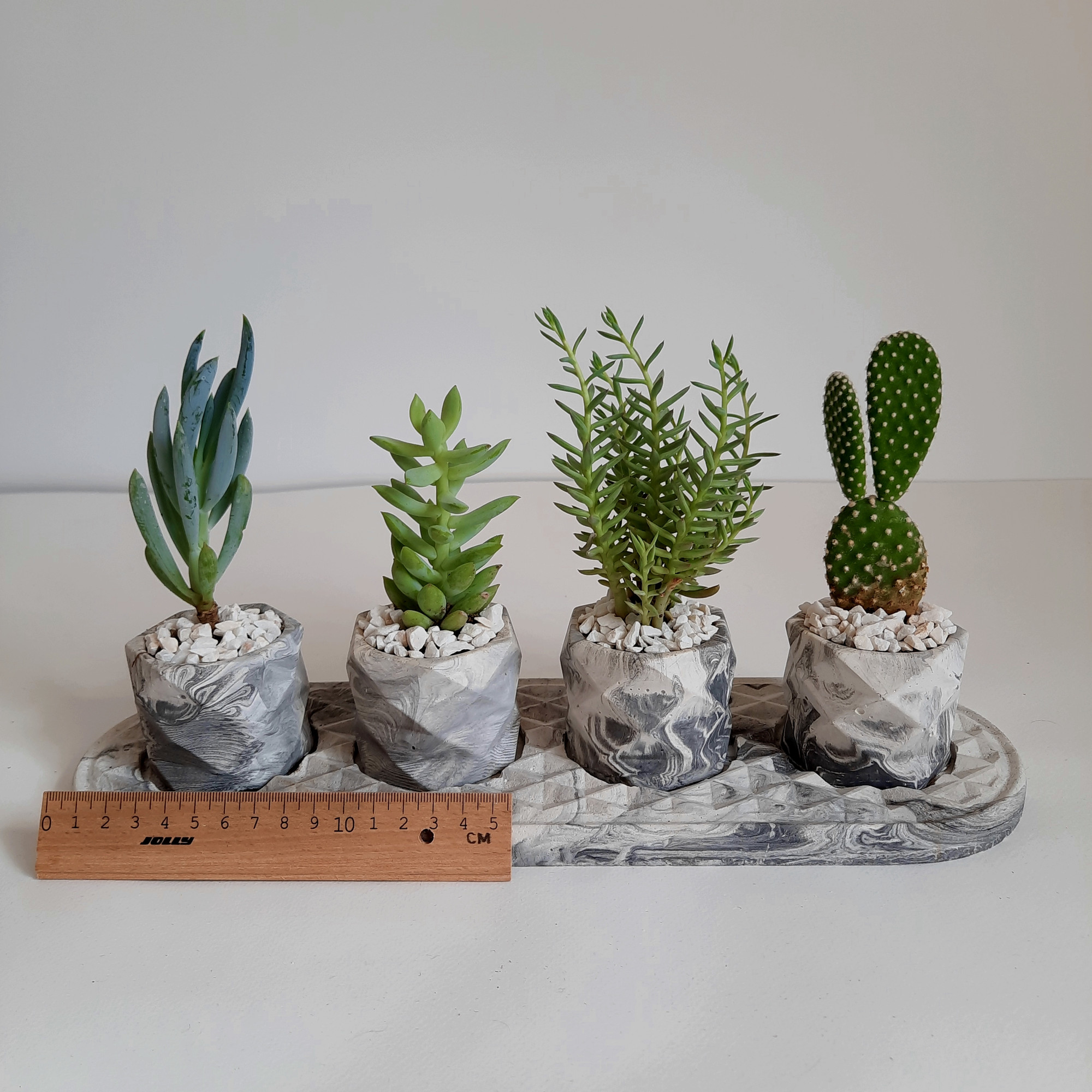 گیاه طبیعی مدل ساکولنت و کاکتوس مجموعه 5 عددی