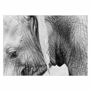 Wensoni Tired Elephant Chassis Size 50 x 70 Cm