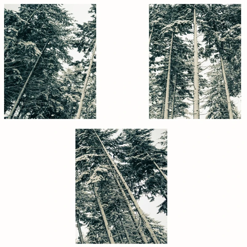 پوستر مدل مستردرختان بلند  -چاپ طبیعت مجموعه 3 عددی