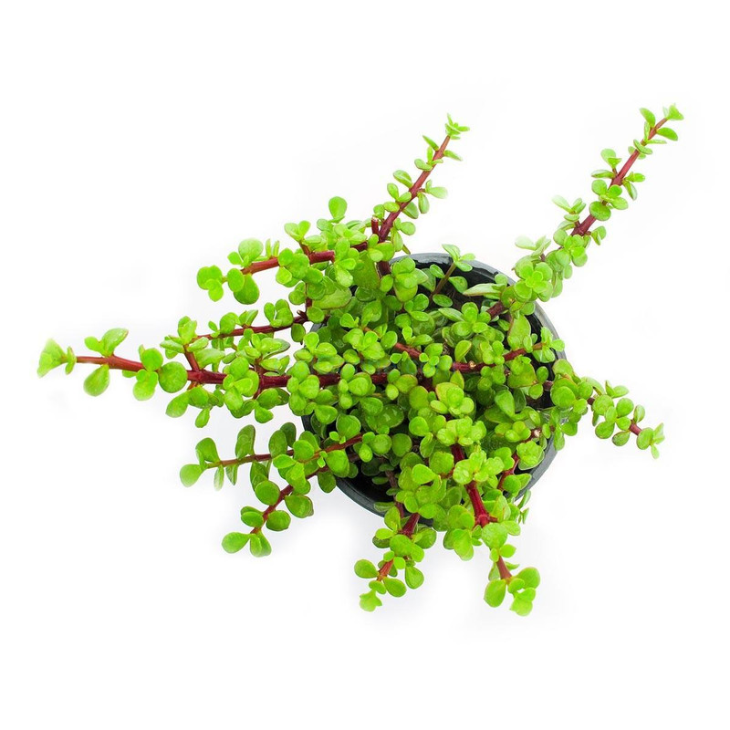 گیاه طبیعی ساکولنت مدل  خرفه ای کد s42