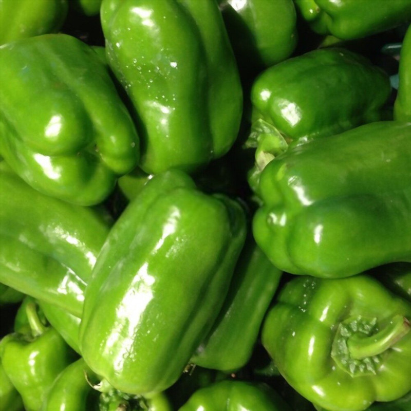 بذر فلفل دلمه ای سبز ظرافت مدل BZ3071 بذر فلفل دلمه ای سبز ظرافت مدل BZ3071