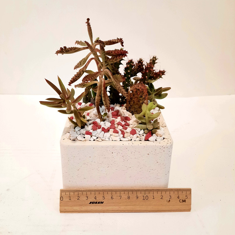 گیاه طبیعی کاکتوس و ساکولنت مدل دیش گاردن کد M گیاه طبیعی کاکتوس و ساکولنت مدل دیش گاردن کد M