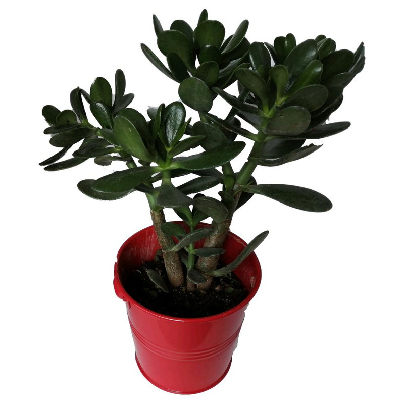 گیاه طبیعی کراسولا سکه ای کد gf12 گیاه طبیعی کراسولا سکه ای کد gf12