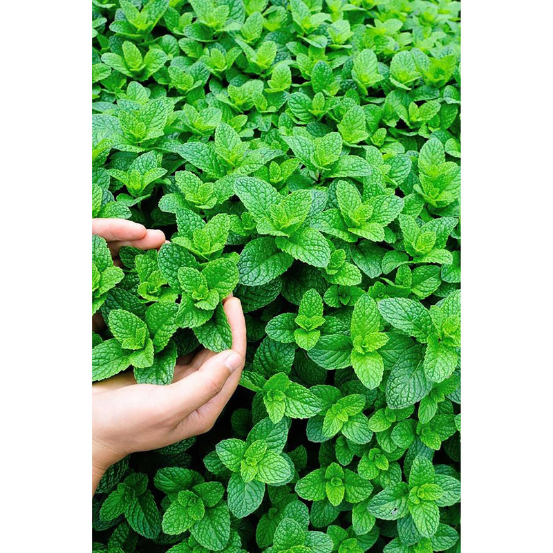 بذر چمن دایکوندرا فصل سبز کد FSSEED-036