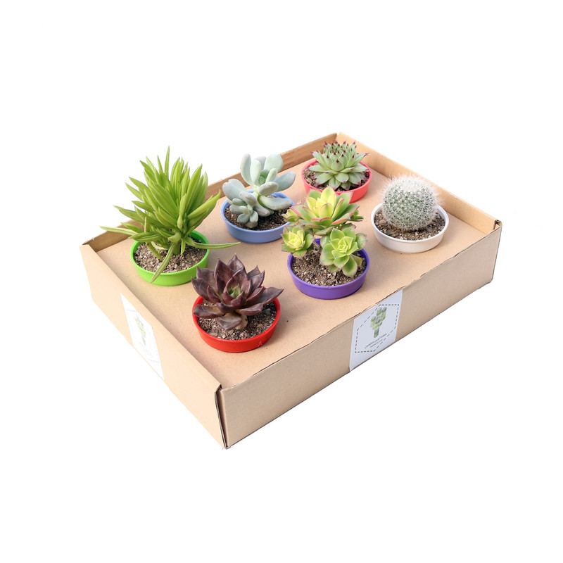 گیاه طبیعی کاکتوس و ساکولنت آیدین کاکتوس کد CB-060 مجموعه 6 عددی