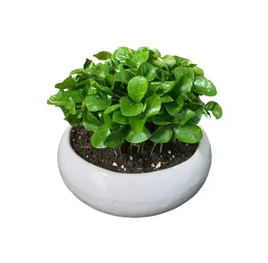 گیاه طبیعی سبزه نارنج مدل S کد 1