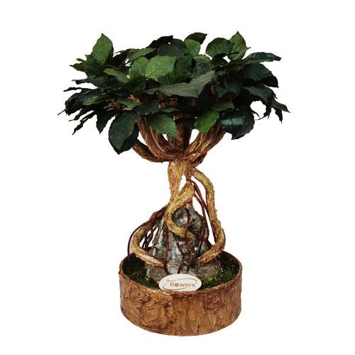 درختچه مصنوعی دکوفلاورز مدل Galant Trees