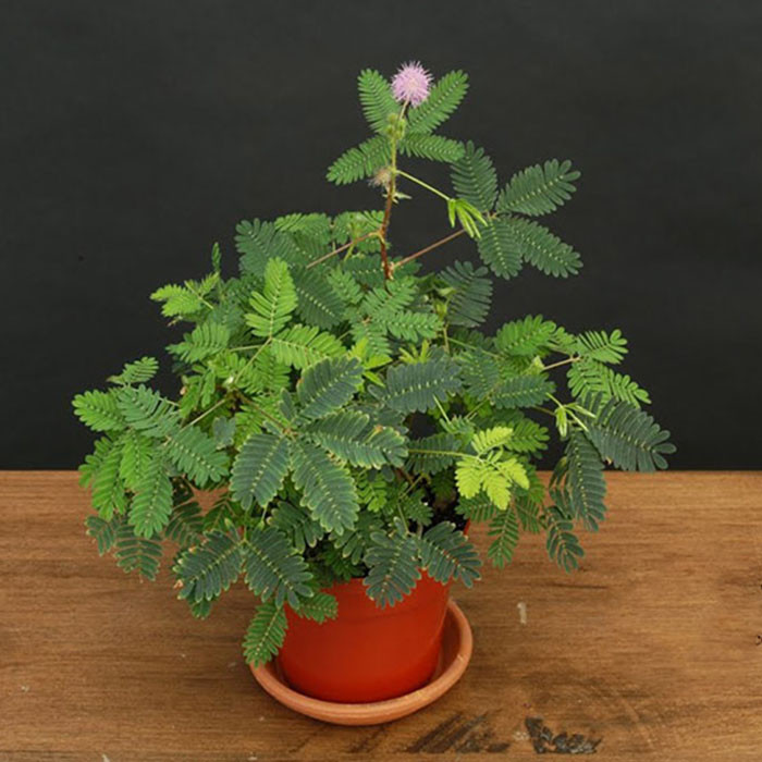 بذر گل قهر و آشتی صورتی گلدانی گلس گاردن مدل GL50