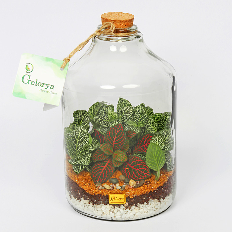 تراریوم گیاه طبیعی گلوریا سیسترز مدل آمازون سوپرسایز کد 001