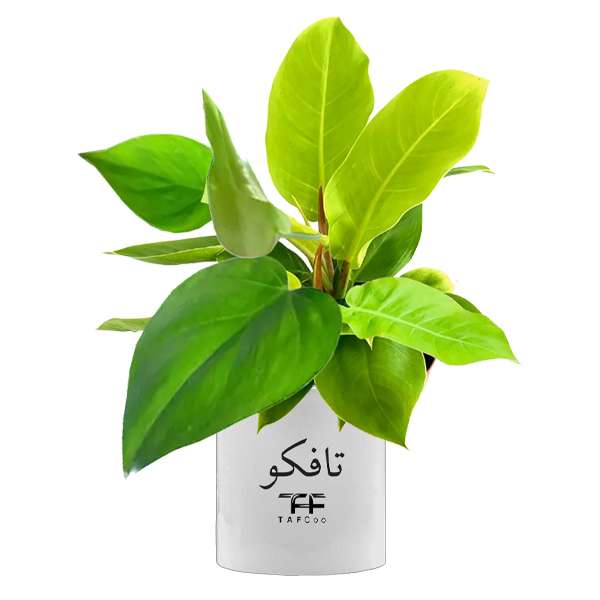 گل طبیعی فیلودندرون تافکو مدل سبز کد 2x گل طبیعی فیلودندرون تافکو مدل سبز کد 2x