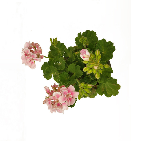 گیاه طبیعی شمعدانی کد shamd02