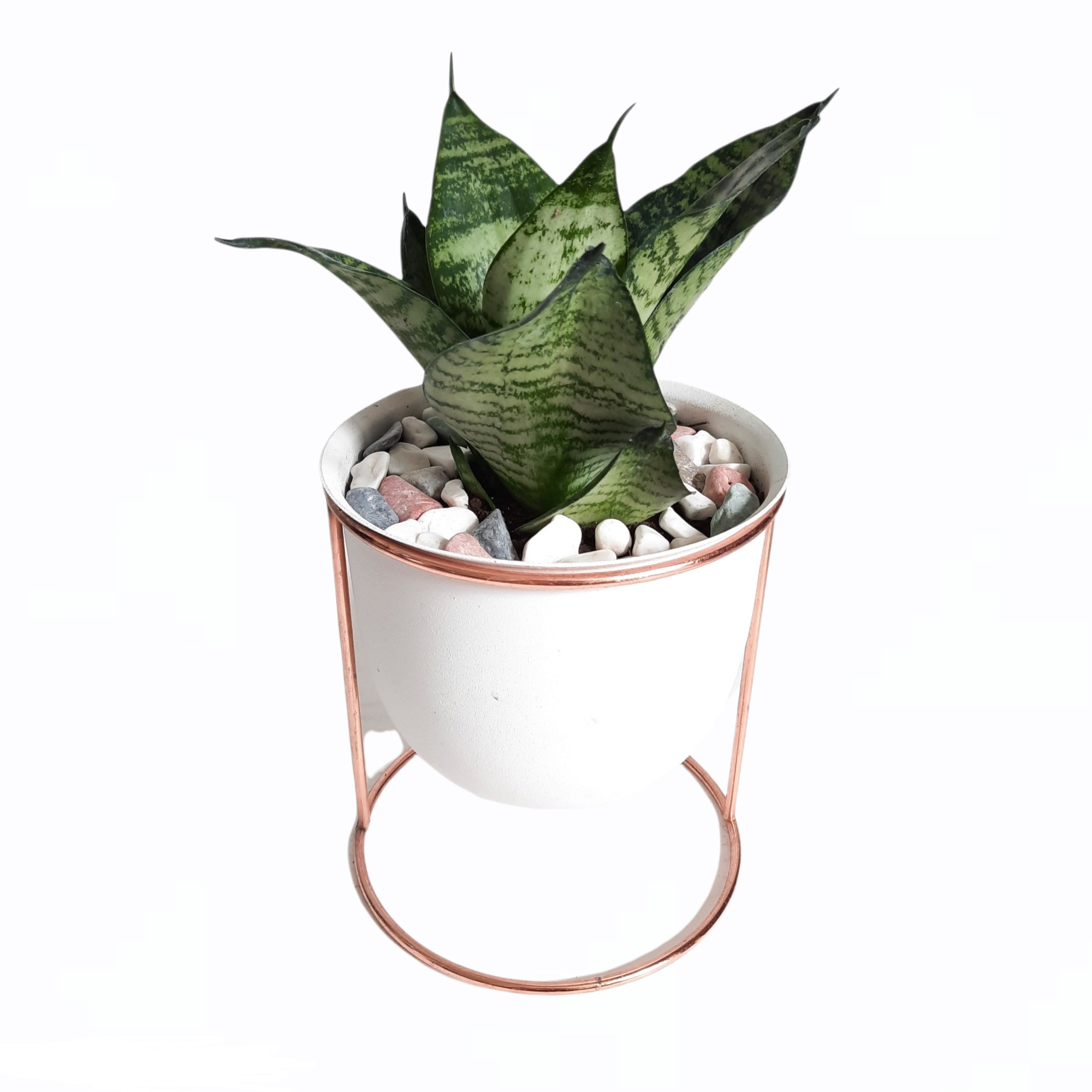 گیاه طبیعی سانسوریا کراواتی کد FS گیاه طبیعی سانسوریا کراواتی کد FS