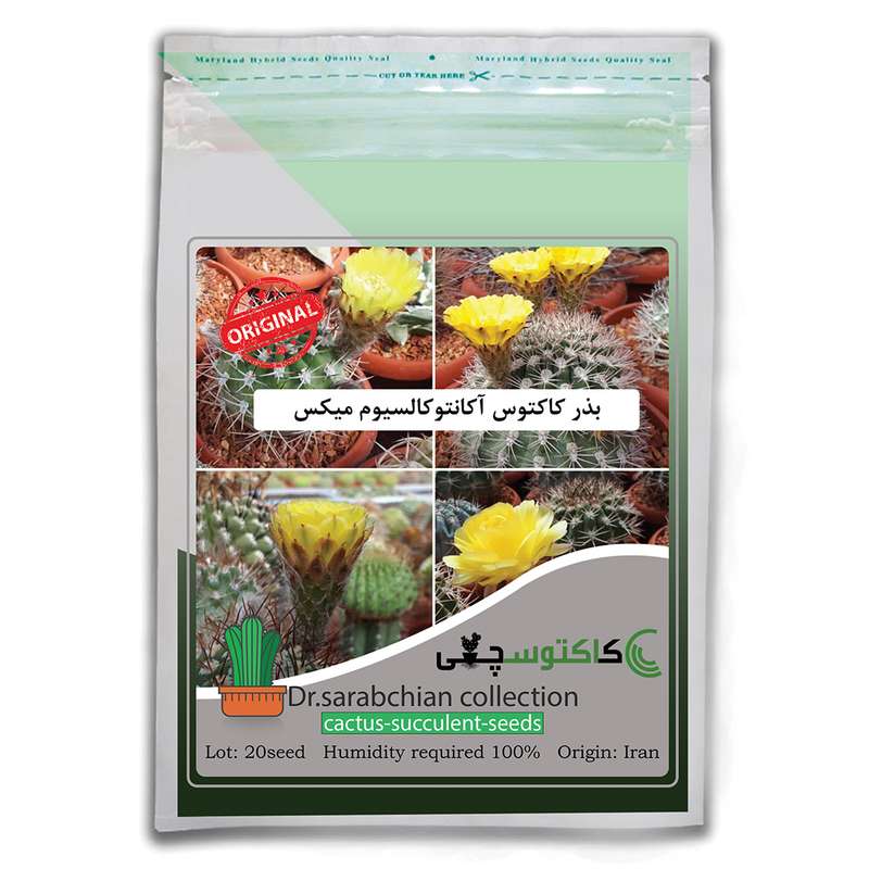 بذر کاکتوس آکانتوکالسیوم میکس کاکتوسچی مدل AM-026