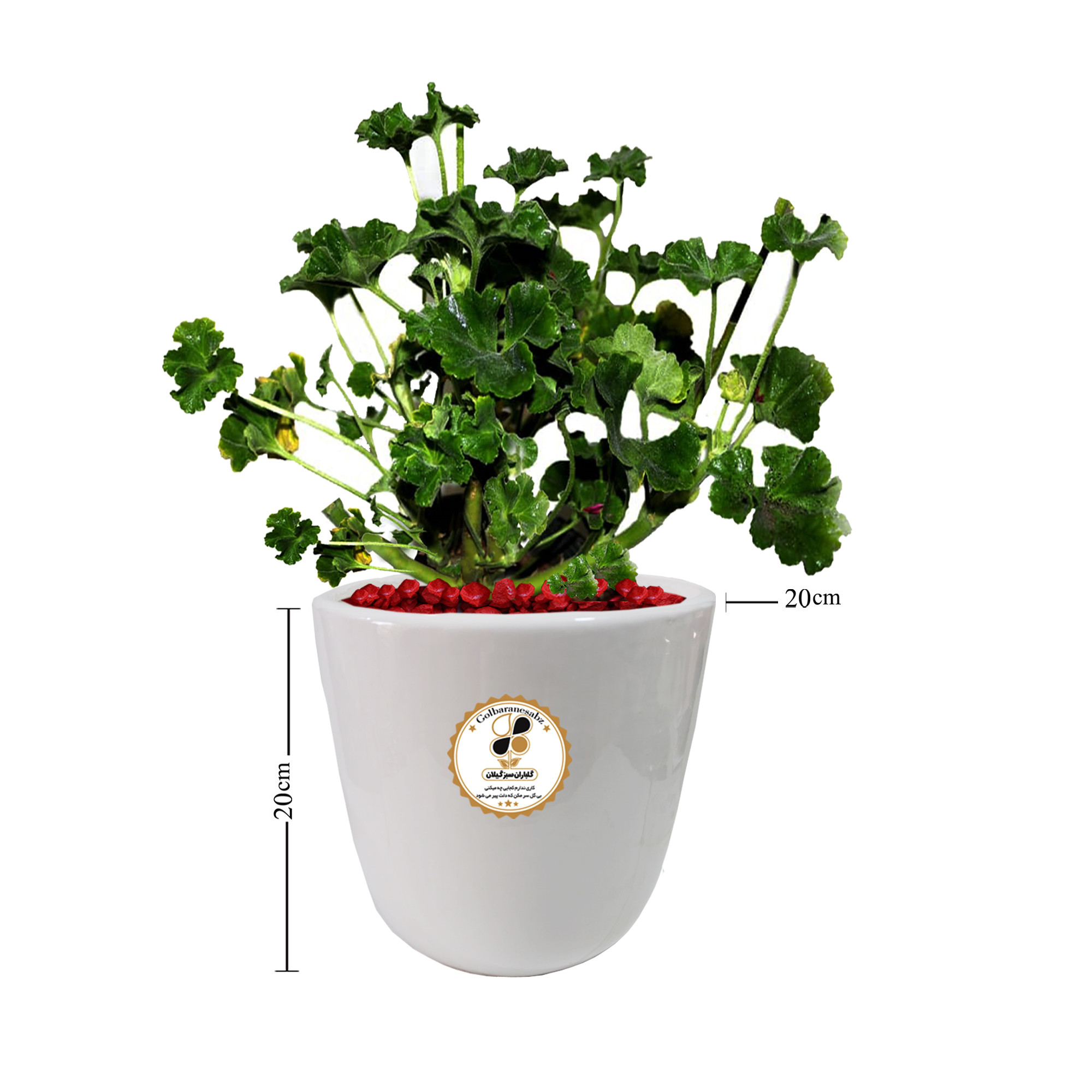 گیاه طبیعی شمعدانی شرکت گلباران سبز گیلان مدل GN12-5M