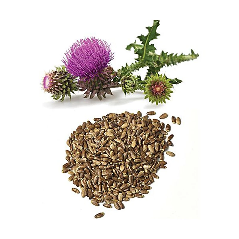 عکس شماره 2 : دمنوش خار مریم دستچین کالا-100 گرم