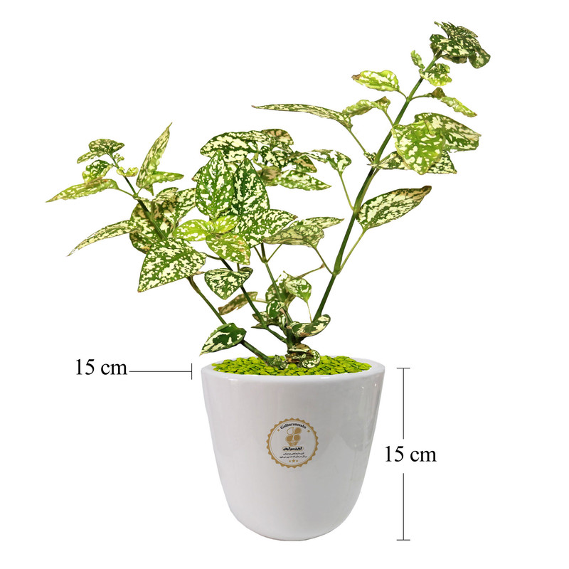 گیاه طبیعی گل سنگ شرکت گلباران سبز گیلان مدل GN13-29S