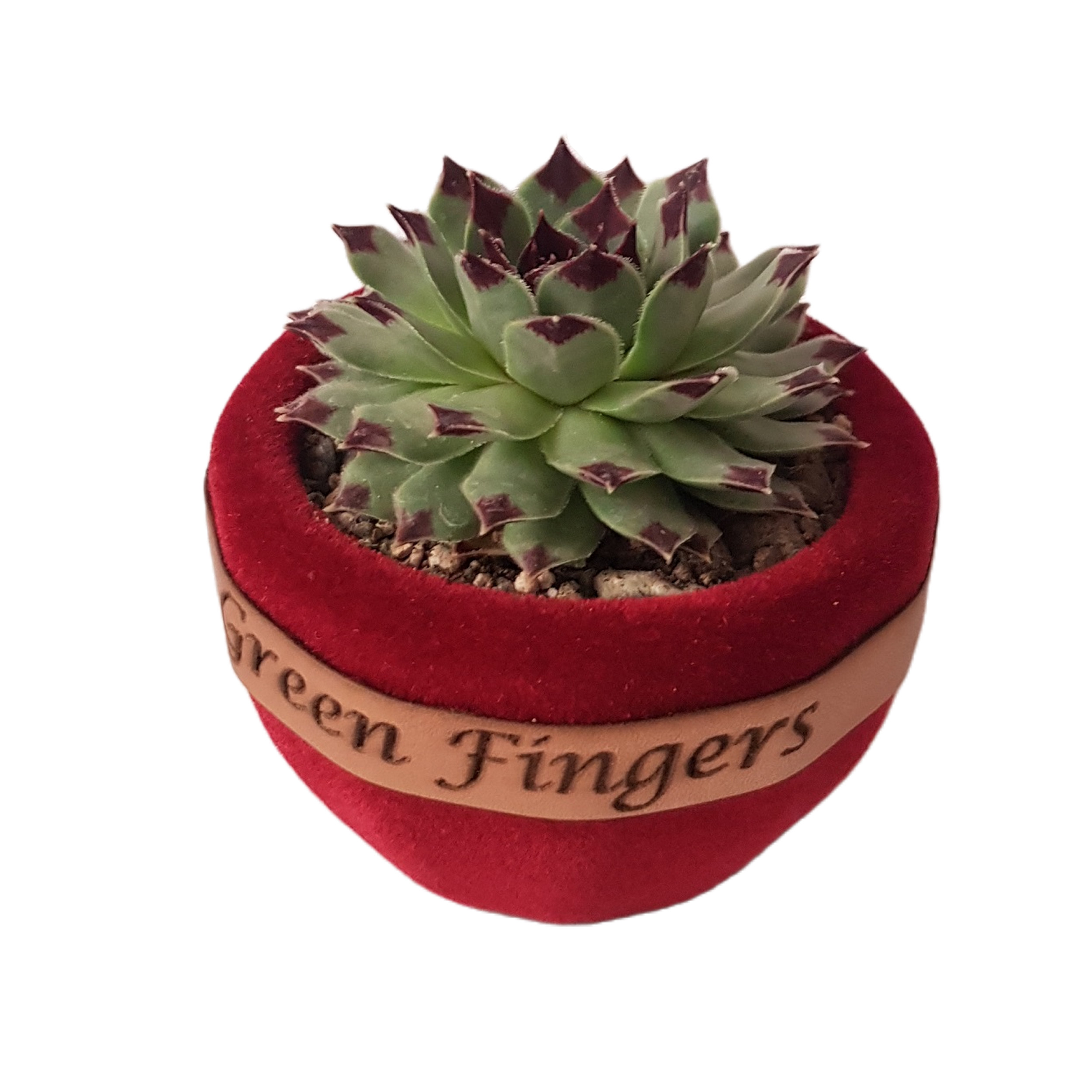 گیاه طبیعی سمپریوم مدل لب ماتیکی کد 2022161 گیاه طبیعی سمپریوم مدل لب ماتیکی کد 2022161