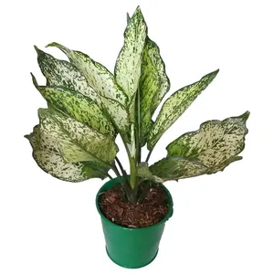گیاه طبیعی آگلونما سفید کد ff04
