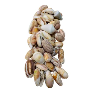 دکوری مدل صدف دریایی گوش ماهی طبیعی کد R1105 مجموعه 70عددی