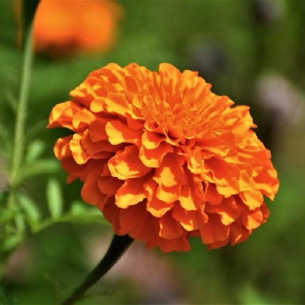 بذر گل جعفری پا کوتاه نارنجی جی پی سید مدل GP13096