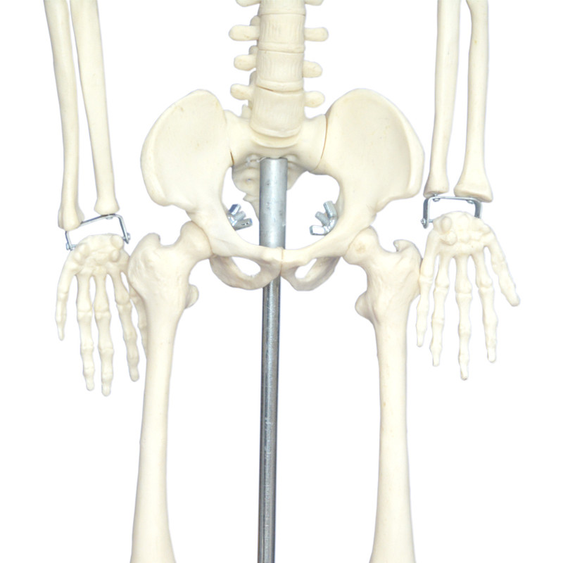 بازی آموزشی مولاژ اسکلت بدن انسان مدل Skeleton85