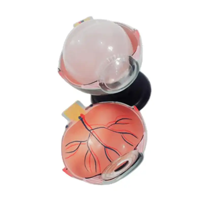 بازی آموزشی مدل مولاژ آناتومی چشم انسان