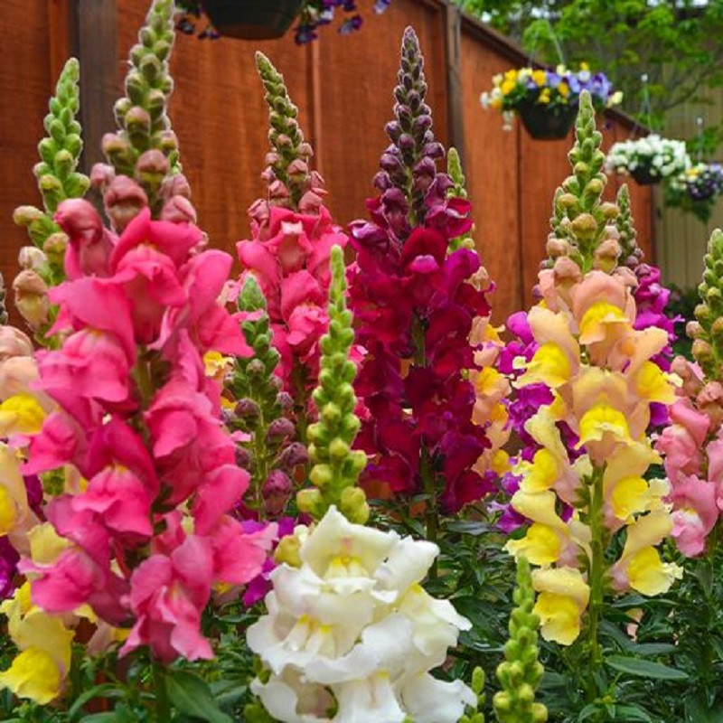 بذر گل میمون پا بلند الوان جی پی سید مدل GP28503