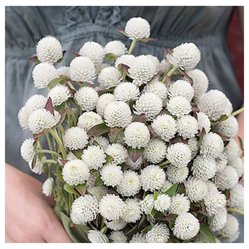 بذر گل تکمه ای پاکوتاه سفید آذر سبزینه مدل O160 بسته 3 عددی