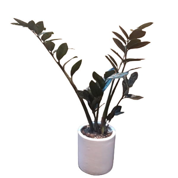 گیاه طبیعی زامیفولیا بلک کد Z-2