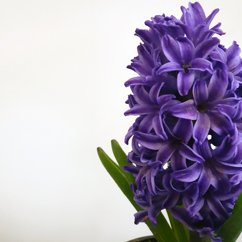 گل طبیعی سنبل بنفش کد 02 مجموعه 20 عددی گل طبیعی سنبل بنفش کد 02 مجموعه 20 عددی