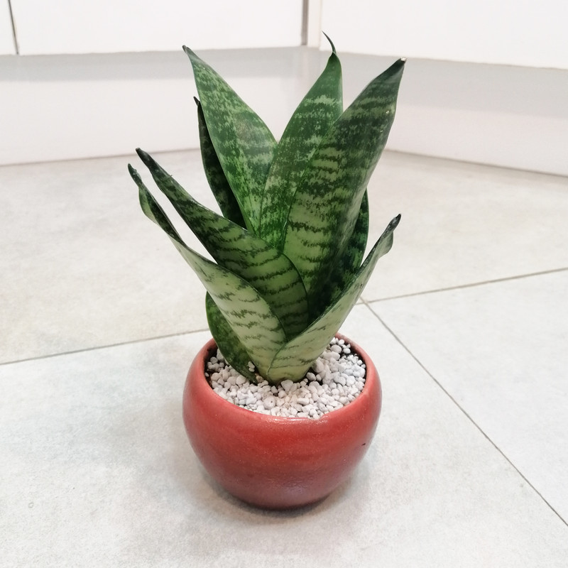 گیاه طبیعی سانسوریا مدل پاکوتاه مینیاتوری گیاه طبیعی سانسوریا مدل پاکوتاه مینیاتوری