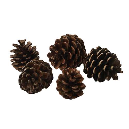 میوه تزیینی درخت کاج کد 62 مجموعه 5 عددی