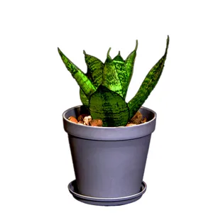 گیاه طبیعی سانسوریا مدل پا کوتاه  