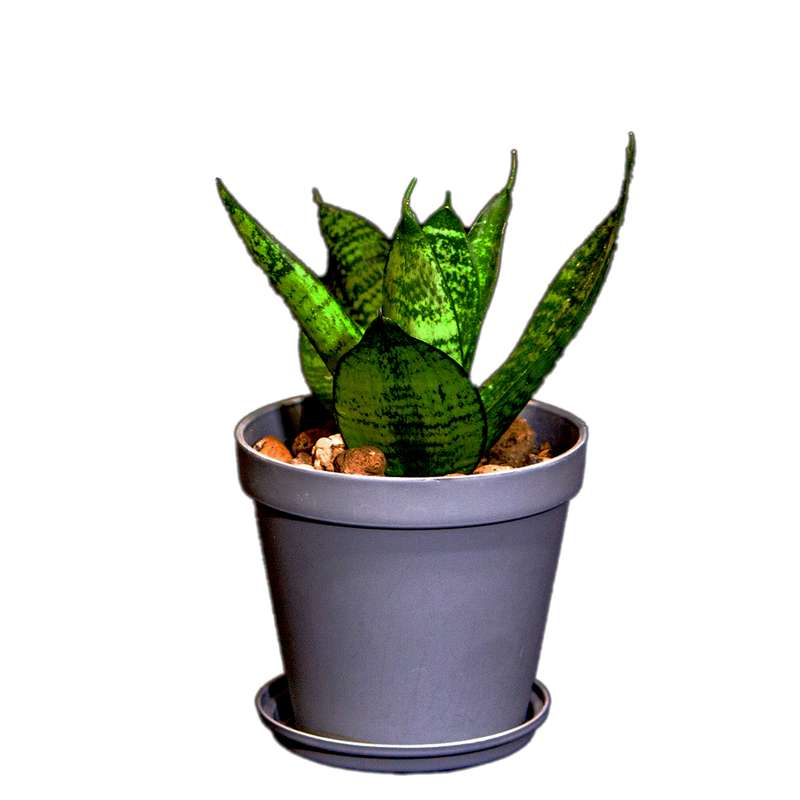 گیاه طبیعی سانسوریا مدل پا کوتاه