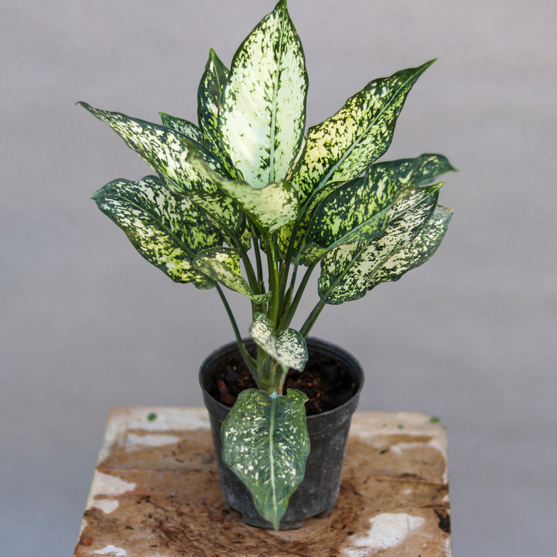 گیاه طبیعی آگلونما مدل برفی