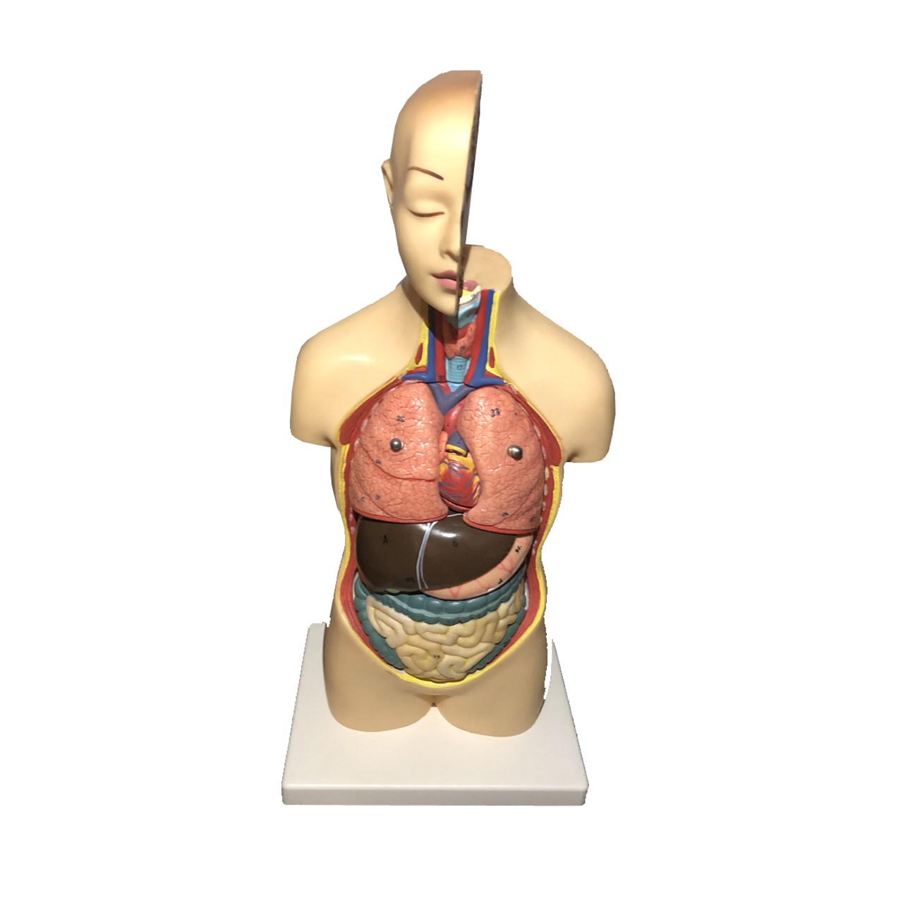 بازی آموزشی مدل Human Nta