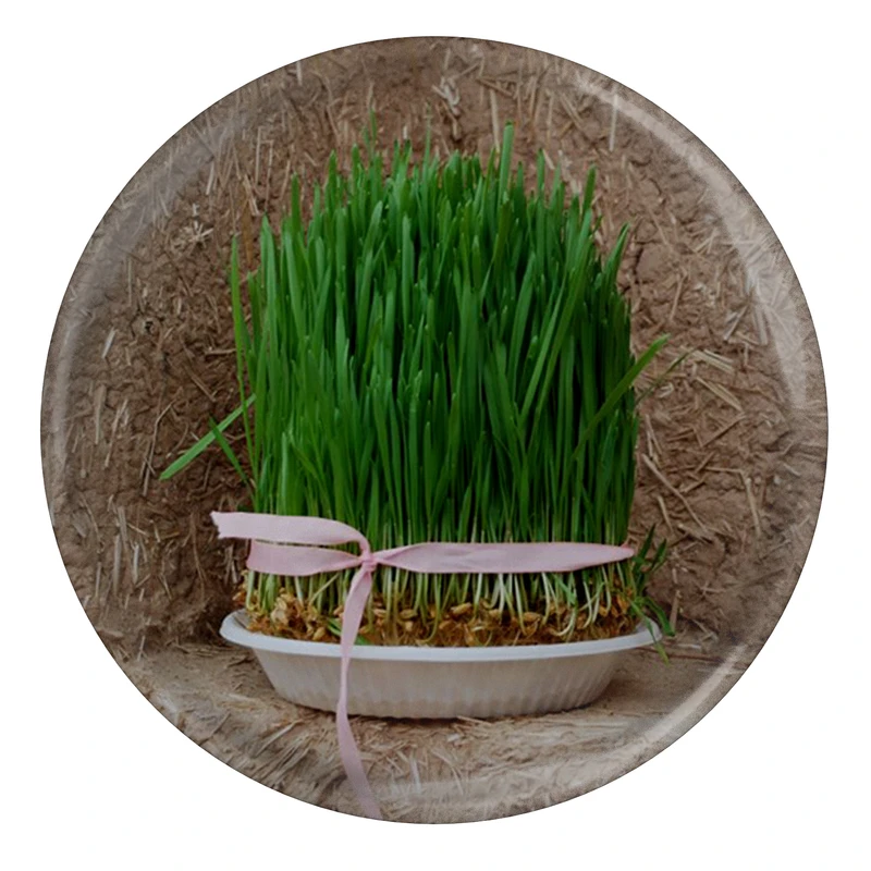 پیکسل طرح سبزه عید نوروز مدل S5702