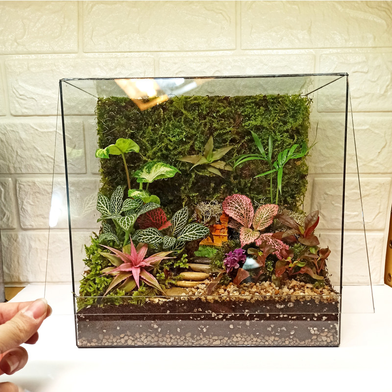 گیاه طبیعی تراریوم مدل نارنیا