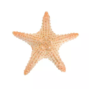 ستاره دریایی تزیینی مدل D3
