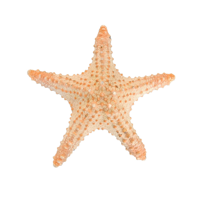 ستاره دریایی تزیینی مدل D3