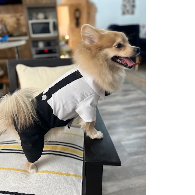 لباس سگ و گربه مدل سرهمی پسرانه 1 سایز M