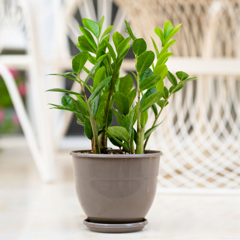 گلدان گل آذین مدل پلاستیکی کد 164 مجموعه 4 عددی گلدان گل آذین مدل پلاستیکی کد 164 مجموعه 4 عددی