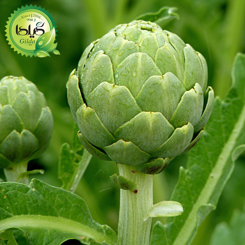 بذر کنگر فرنگی گیلدا کد 164