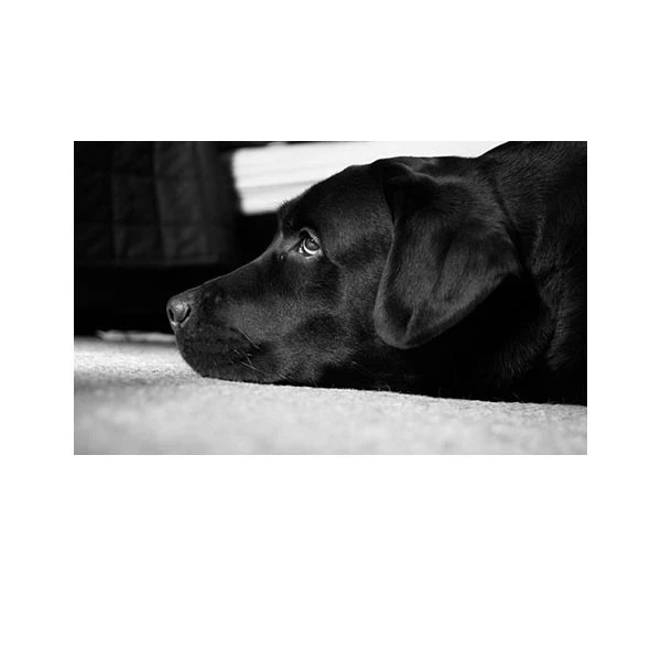    پادری طرح حیوانات کد M35M001-MA0065 سایز 76x46 سانتی متر