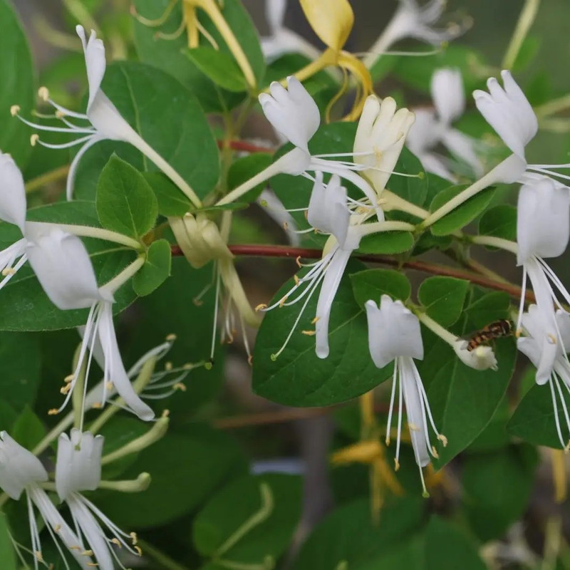 گل طبیعی یاس مدل دالیدا