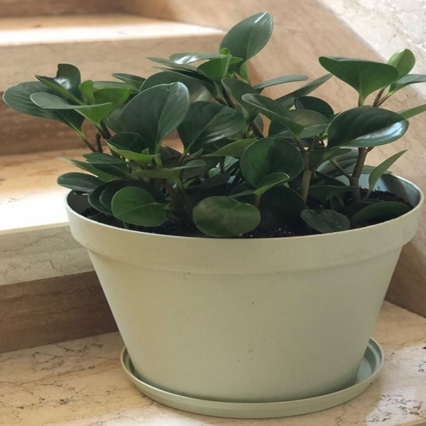 زیر گلدانی شهرآذین مدل 1028 بسته دو عددی زیر گلدانی شهرآذین مدل 1028 بسته دو عددی