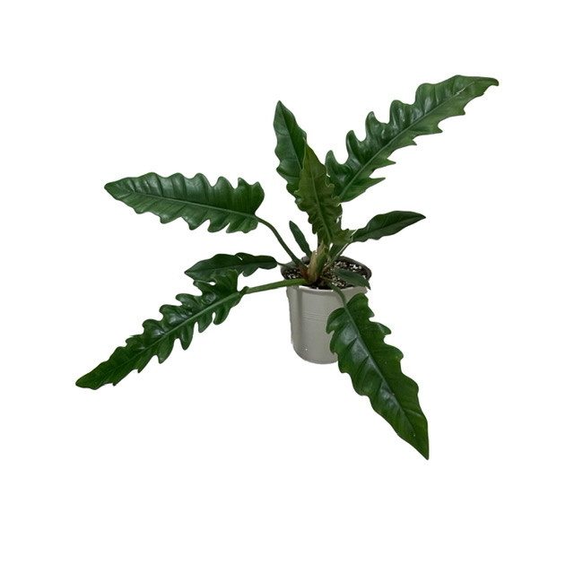 گیاه طبیعی فیلودندرون مدل کنگره ای کد 65604