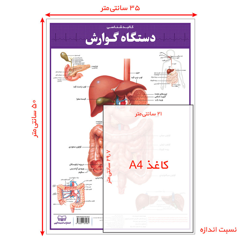 پوستر آموزشی انتشارات اندیشه کهن مدل کالبدشناسی دستگاه گوارش و گوش، حلق و بینی مجموعه 2 عددی